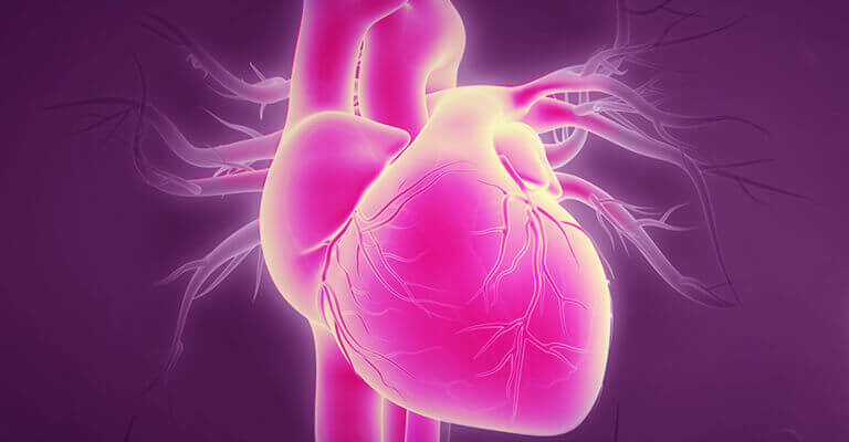 Imagem com destaque em um modelo tridimensional de um coração.